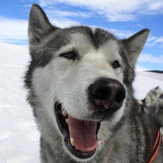 Husky Dog Sledding | Tallinn Activities, Experiences, Tours and Events | Weekend In Tallinn | Quick Quote | The Weekend In Vilnius